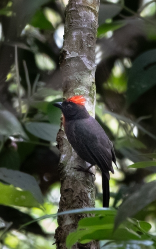 Sooty Ant Tanager (Driophlox gutturalis), photo 5
