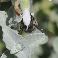 Anthidium maculosum