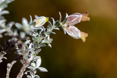 Amphithalea tomentosa
