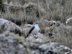 Muscisaxicola rufivertex