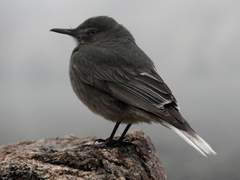 Black-Billed Shrike-Tyrant photo 3