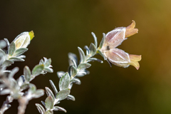 Amphithalea tomentosa
