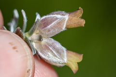 Amphithalea tomentosa