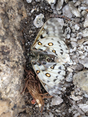 Parnassius behrii