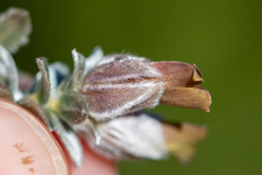 Amphithalea tomentosa
