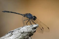 Trithemis aconita