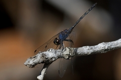 Trithemis aconita