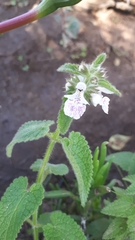 Stachys bolusii