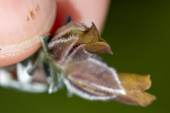 Amphithalea tomentosa