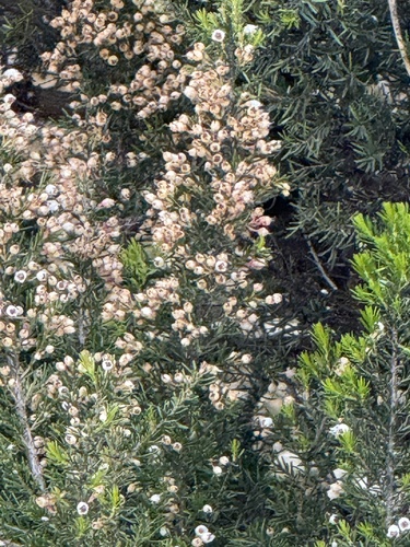 Avistamiento Erica arborea