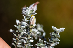 Amphithalea tomentosa