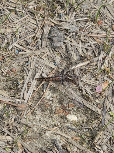 Blue Corporal