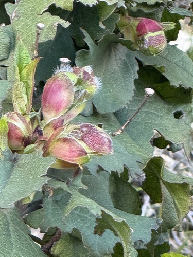 Avistamiento Cistus populifolius