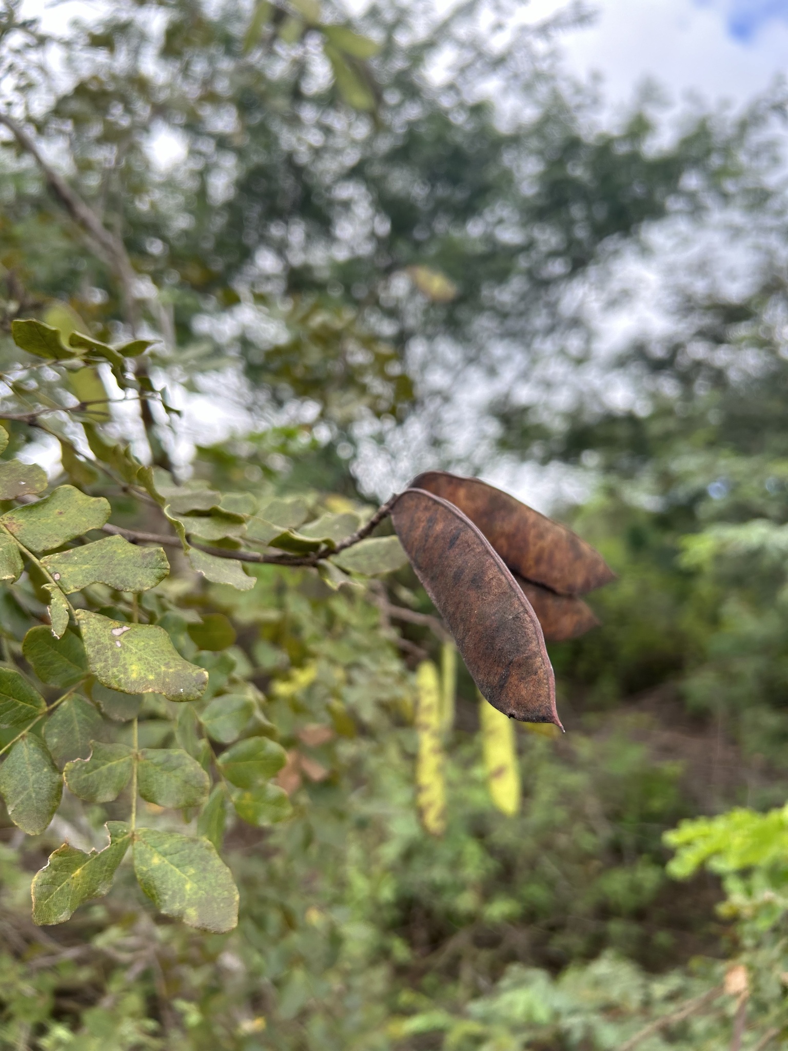 Cenostigma nordestinum