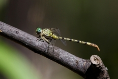 Lestinogomphus angustus