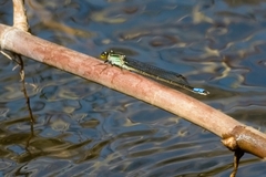 Pseudagrion gamblesi