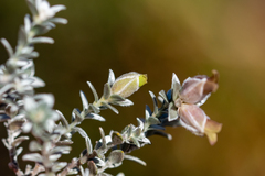 Amphithalea tomentosa