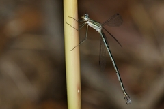 Lestes plagiatus