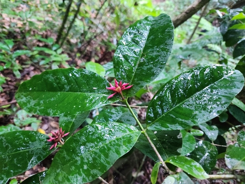 Ixora amplifolia observed 2025-04-04