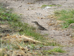 Upucerthia dumetaria