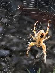Araneus diadematus