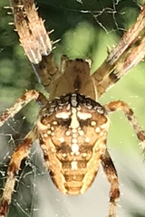 Araneus diadematus