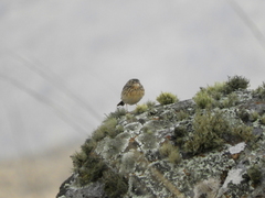 Anthus hellmayri