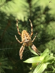 Araneus diadematus