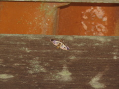 Cryptographis nitidalis