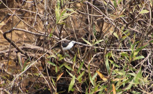 Black-backed Water Tyrant (Fluvicola albiventer), photo 8