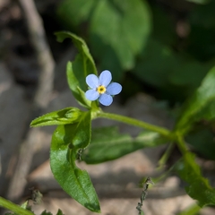 Memoremea scorpioides, photograph Dmitry Trutsko, CC BY, iNaturalist via GBIF
