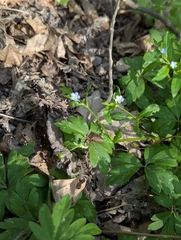 Memoremea scorpioides, photograph Dmitry Trutsko, CC BY, iNaturalist via GBIF
