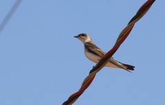 Brown-Chested Martin photo 4