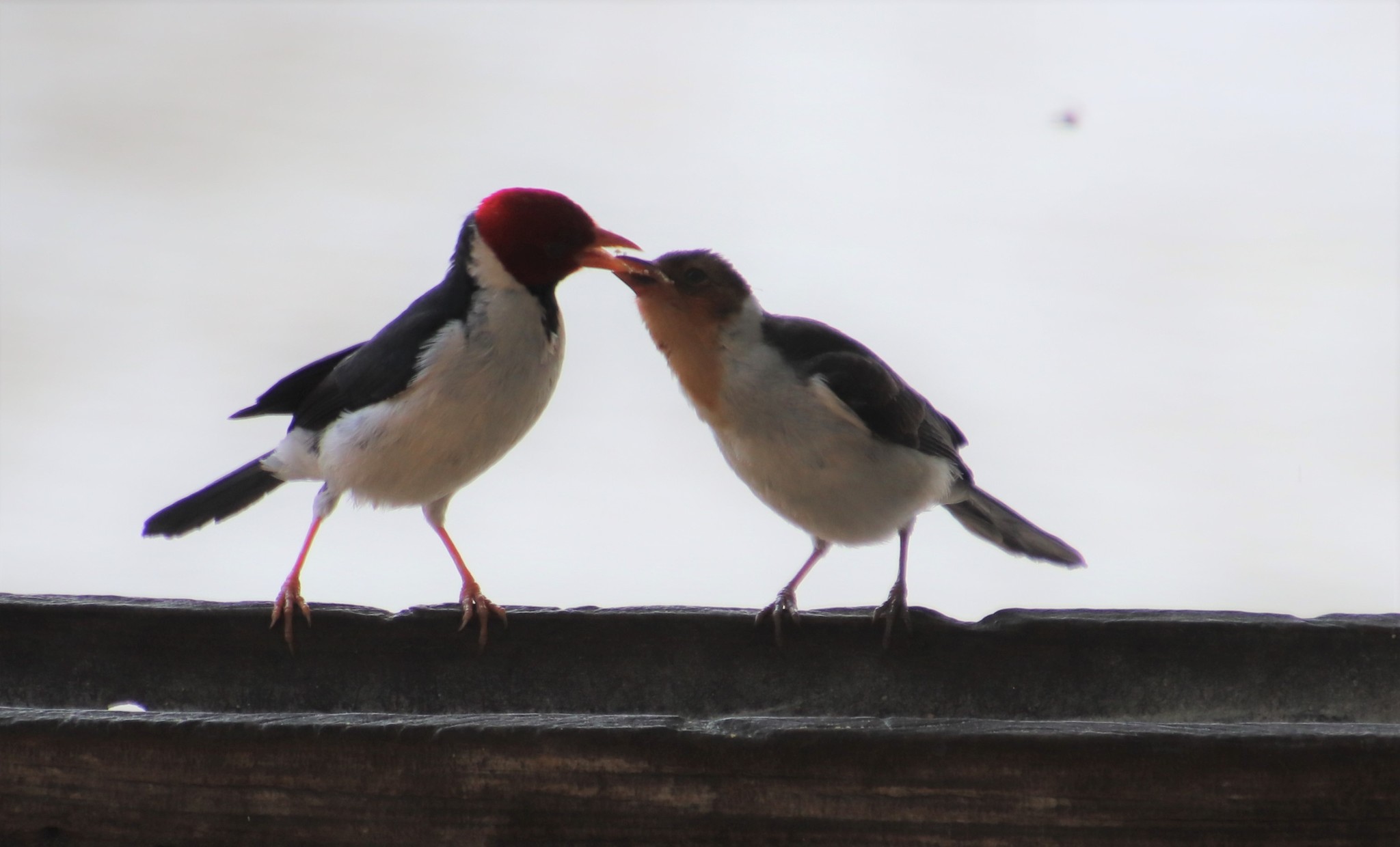 Yellow-billed Cardinal (Paroaria capitata)
