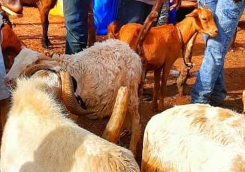 Domestic Goat