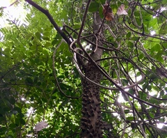 Zanthoxylum setulosum