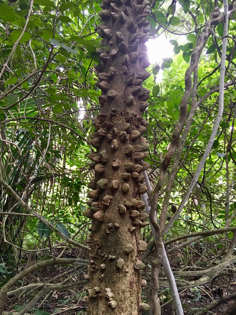 Zanthoxylum setulosum