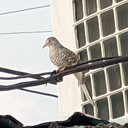 Scaled Dove