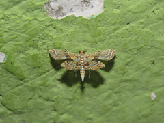 Cymoriza
