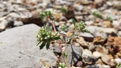 Ipomopsis polycladon