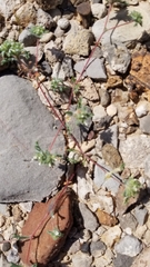 Ipomopsis polycladon