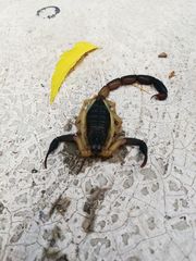 Centruroides fulvipes