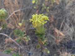 Lasiosiphon burchellii