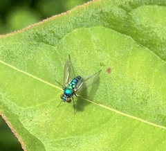 Condylostylus armipes