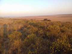 Lasiosiphon burchellii