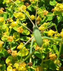 Acrometopa macropoda