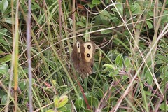 Cercyonis pegala pegala