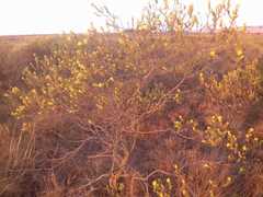 Lasiosiphon burchellii