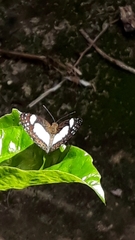 Janatella leucodesma