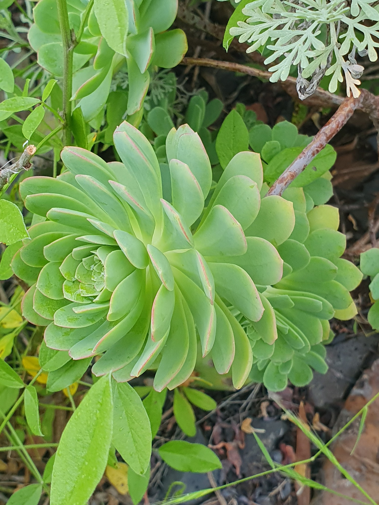 Imagem de Aeonium Catavento